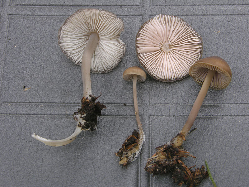 Qualche segno di vita....